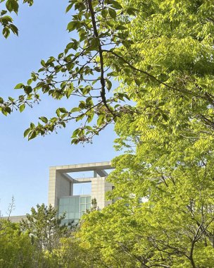 Parktaki yeşil ağaçlar