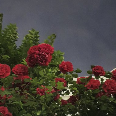 Bahçedeki güzel çiçekler