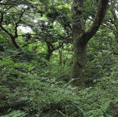 Dağlardaki yeşil orman