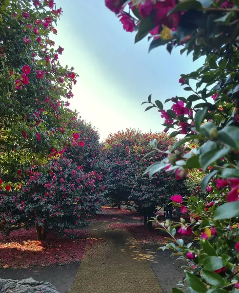 Güzel botanik fotoğrafı, doğal duvar kağıdı.