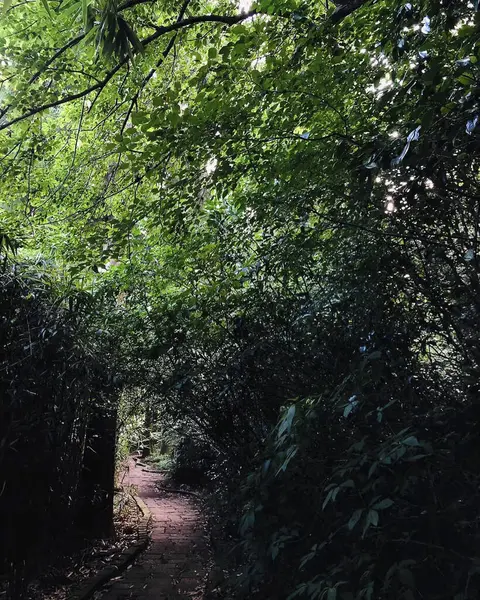 Güzel orman, doğa bitki örtüsü