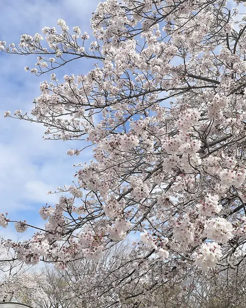 Japonya 'da kiraz çiçekleri, Tokyo, Japonya