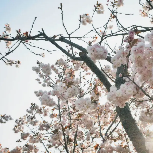 Bahçede güzel bahar çiçekleri