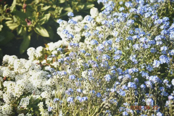 Bahçedeki güzel çiçekler