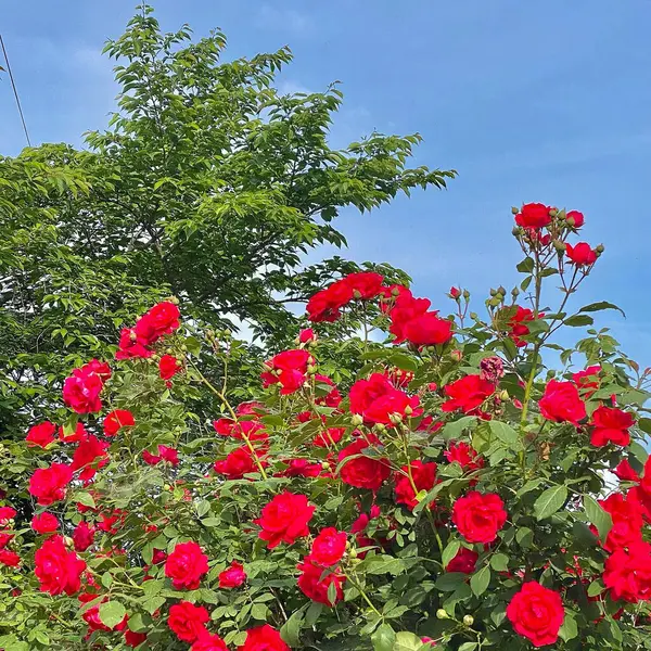 Bahçedeki güzel çiçekler