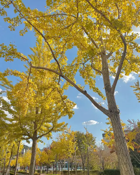 Sonbahar yaprakları, sonbahar bitkileri