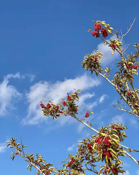 Güzel botanik fotoğrafı, doğal duvar kağıdı.