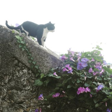 Bir ağacın arka planındaki kedi