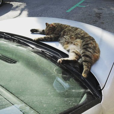 Kedi sokakta uyuyor..