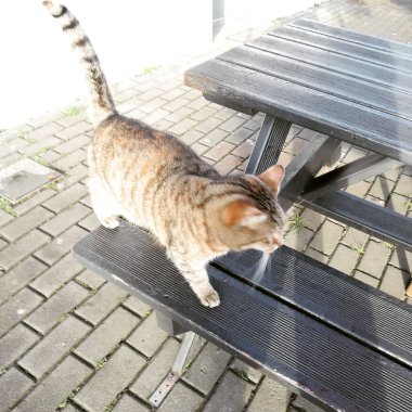 Kedi yerde oturuyor.