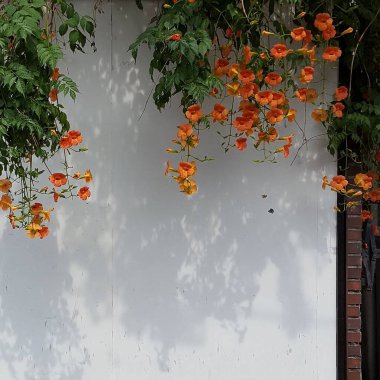 Bahçedeki güzel çiçekler