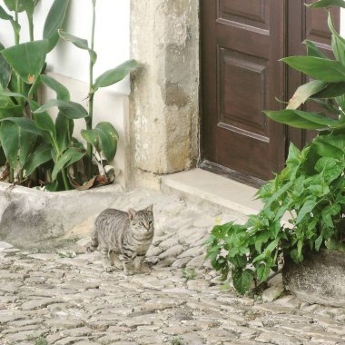 Sokaktaki kedi