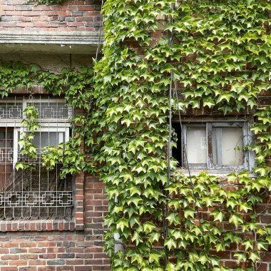 Terk edilmiş eski bir binanın penceresi