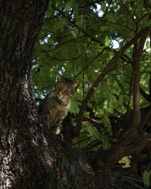 Ağaçta bir kedi oturuyor. yüksek kaliteli fotoğraf