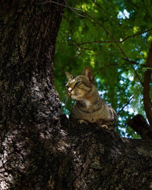 Ağaçtaki bir kedinin dikey görüntüsü.