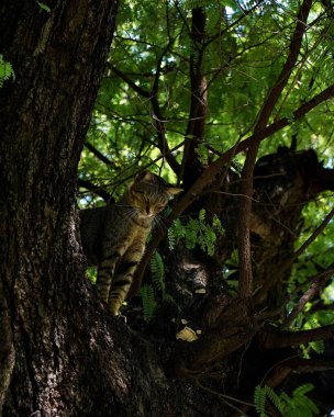 Arkaplanı bulanık, ağaca tırmanan sevimli bir kedinin dikey görüntüsü.