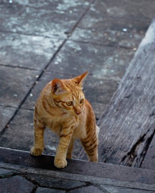 Sokaktaki sevimli kedi.