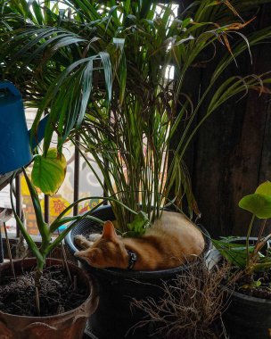 Kedi sokakta oturuyor.