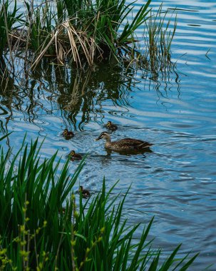 Sudaki şirin bir ördeğin yakın plan fotoğrafı.
