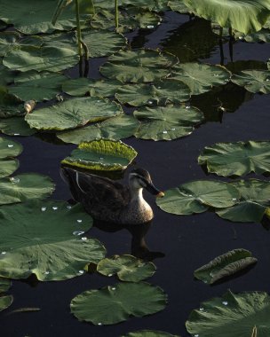 Göletteki beyaz bir zambağın yakın plan fotoğrafı.