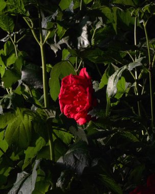 Yeşil yapraklı güzel kırmızı bir gül. Koyu arkaplanda yeşil yapraklı kırmızı bir gül.