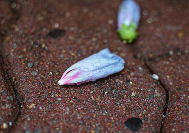 Yerdeki mor çiçek.