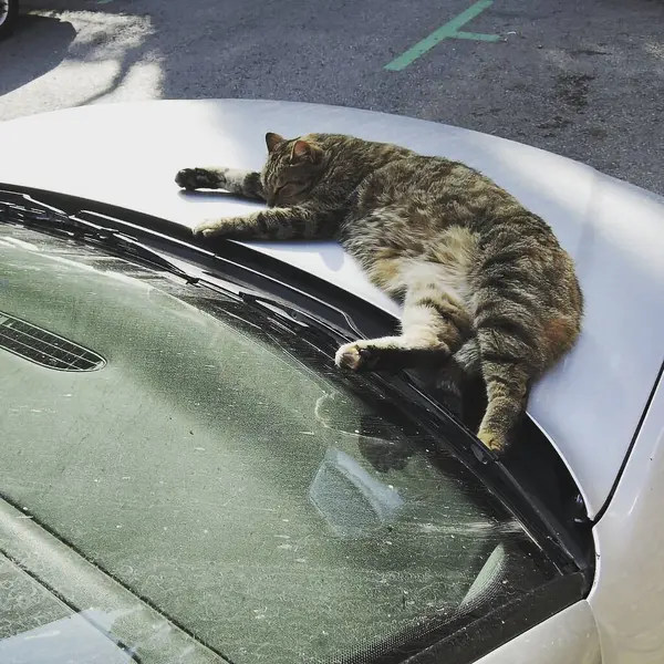 Kedi sokakta uyuyor..