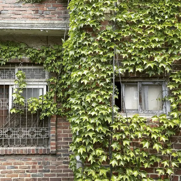 Terk edilmiş eski bir binanın penceresi