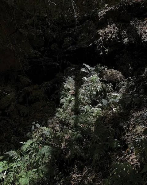 Kökleri ve ağaçları olan karanlık bir orman.