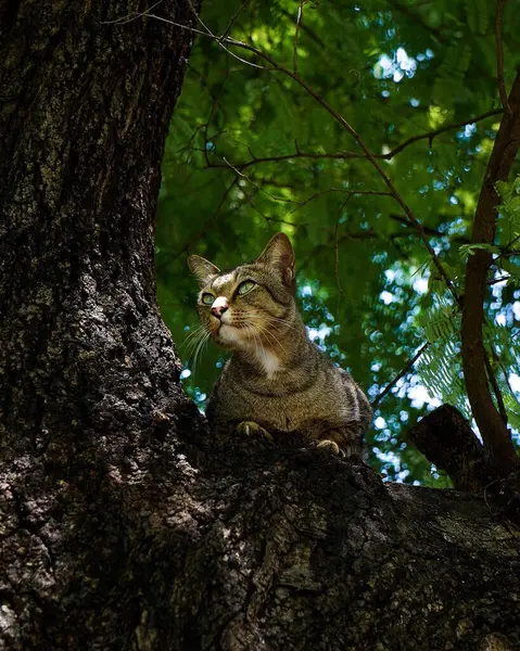 Yerde oturan sevimli beyaz bir kedinin dikey seçici odak çekimi.