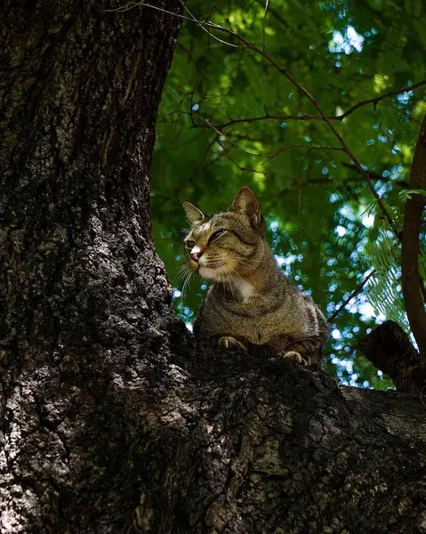 Ağaçtaki bir kedinin dikey görüntüsü.