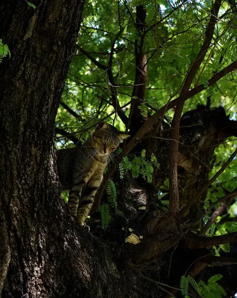 Arkaplanı bulanık, ağaca tırmanan sevimli bir kedinin dikey görüntüsü.