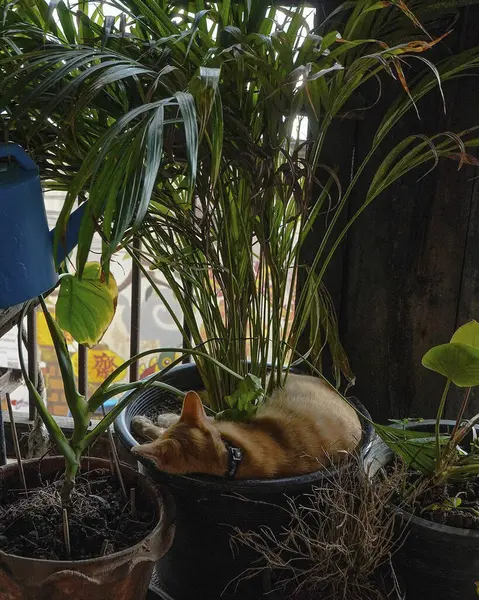 Kedi sokakta oturuyor.