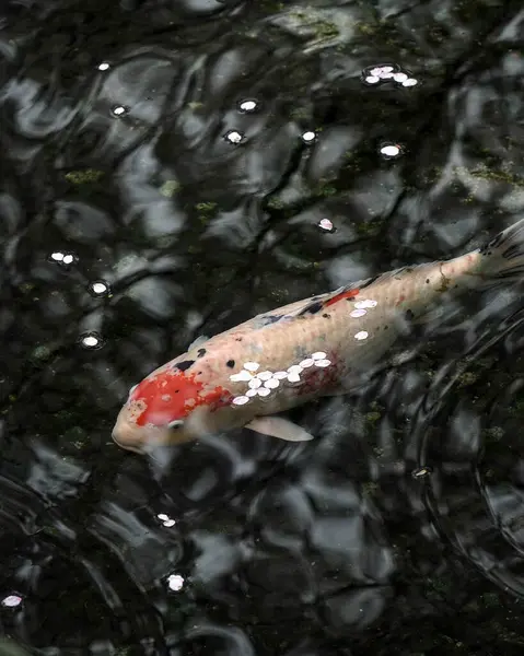 Gölde sazan balığı