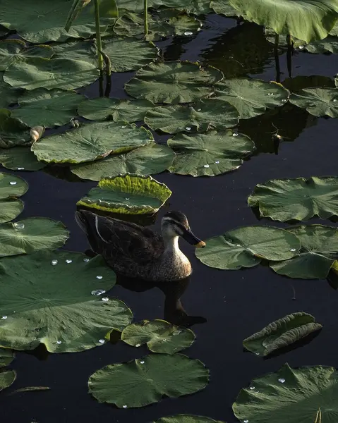 Göletteki beyaz bir zambağın yakın plan fotoğrafı.