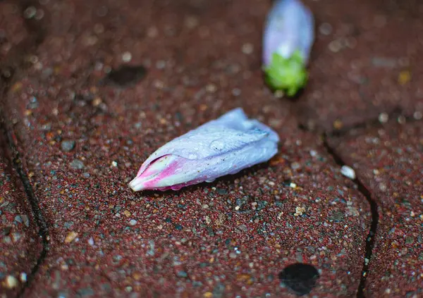 Yerdeki mor çiçek.