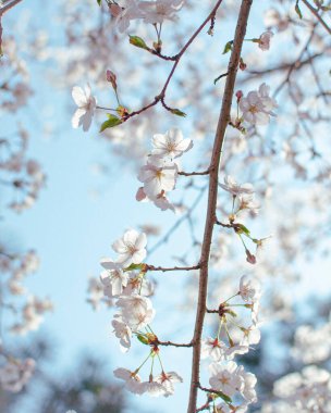 Kiraz çiçekleri, bahar çiçekleri arka planı.