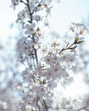 ağaç bahçe beyaz çiçekler