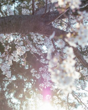 Bahçede güzel bahar çiçekleri