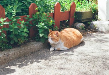 Kedi yerde oturuyor.