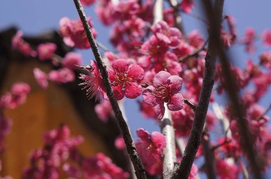 Bahçedeki güzel pembe çiçekler