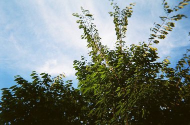 yeşil yaprakları ve dalları üzerinde