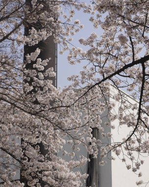 İlkbaharda güzel kiraz çiçekleri