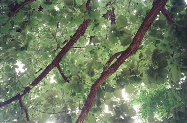 Ağaç dalları bitki örtüsü, çevre