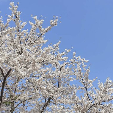 Japonya 'da kiraz çiçekleri