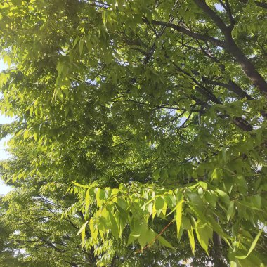 Ormanda yeşil yapraklar