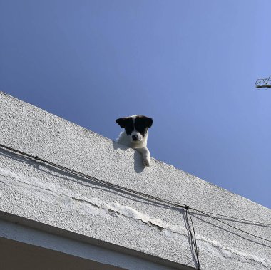 Mavi gökyüzü arka planında beyaz tüylü kedi