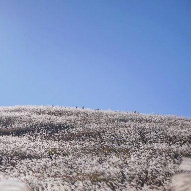 Karla kaplı ağaçlarla kaplı güzel kış manzarası