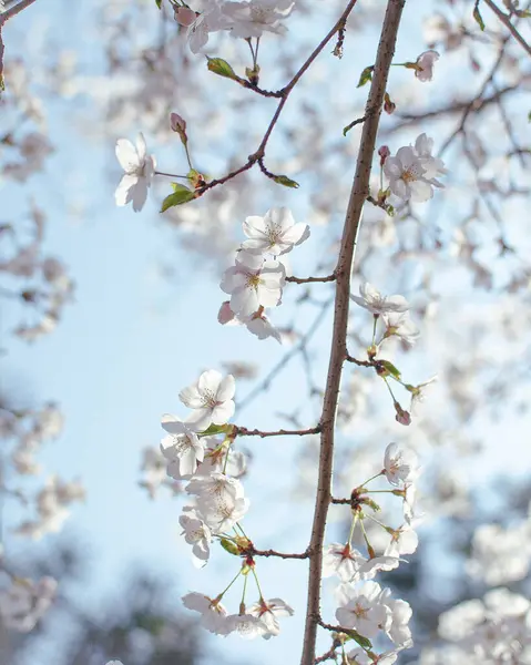 Kiraz çiçekleri, bahar çiçekleri arka planı.