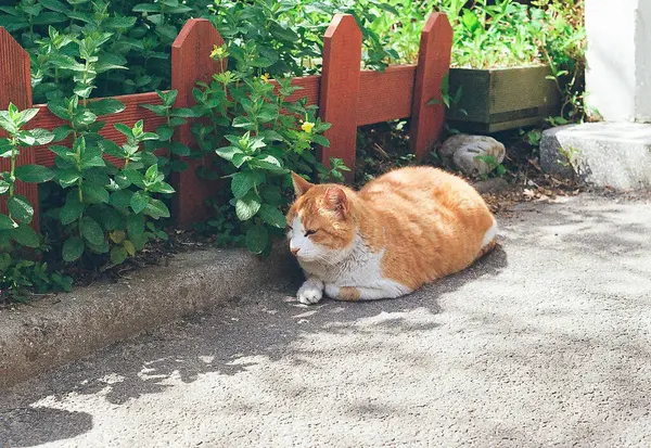 Kedi yerde oturuyor.